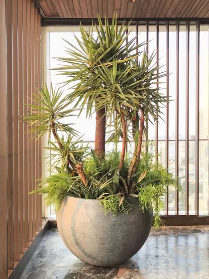 We call this concept 'Contained Maximalism'. For a client who loves a lush look but has limited space, we created this vibrant plant bouquet in a single 4-foot diameter pot. It’s a perfect example of how to go big with greenery, even on a city balcony.