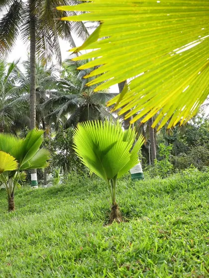 A young fan palm, backlit by the sun, showcasing its vibrant green color and sculptural form. I select each plant for its specific contribution to the overall design.