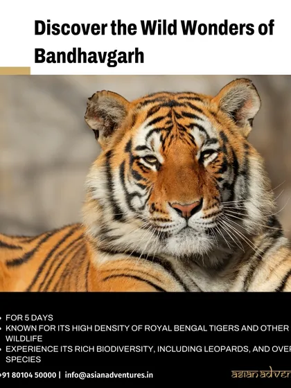A close-up portrait of a Royal Bengal Tiger from Bandhavgarh, known for its high density of these magnificent animals. Our focused tiger tours provide ample opportunities for photographers to capture detailed and powerful images.