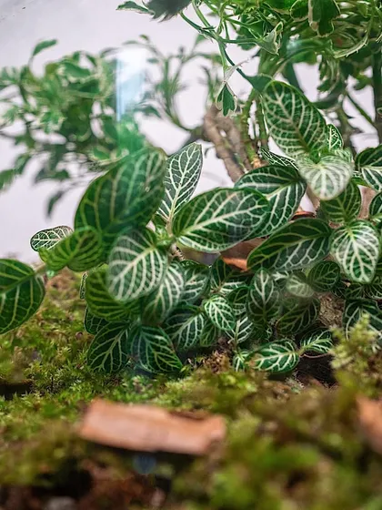 The vibrant green of the fittonia plant contrasts beautifully with the other textures in this baby announcement terrarium. It's a gift that grows along with the new baby.