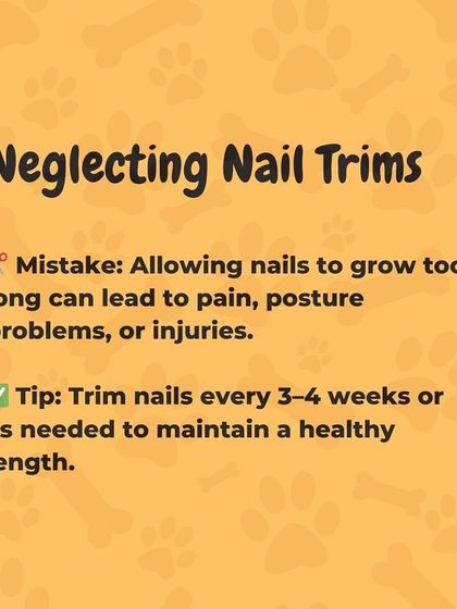 Oh My Dawg - Pet Grooming Services Health & Hygiene Essentials photo 5