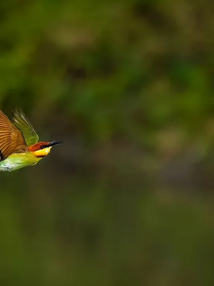 A Chestnut-headed Bee-eater captured in flight. These birds are incredibly agile flyers, and freezing them mid-air showcases their beautiful colors and graceful form.