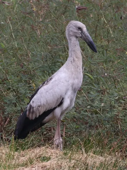 An Asian Openbill, an uncommon vagrant in Singapore. This individual appears to be a juvenile, lacking the yellowish bill and the fully formed gap between the mandibles seen in adults.