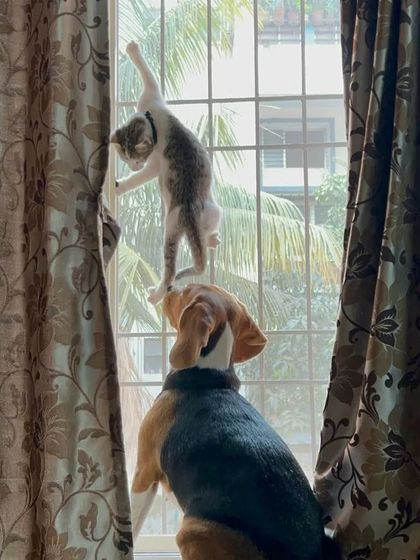 This series shows the curious and playful dynamic between a cat and a Beagle by the window. I'm always there to supervise and ensure their interactions are safe and positive, fostering a healthy relationship.