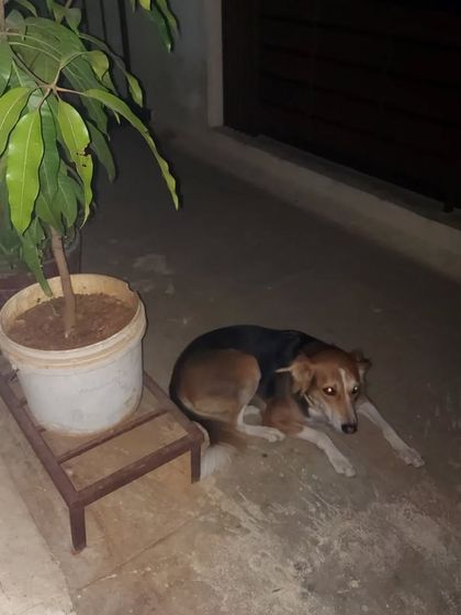 Preethi Pet Care - Pet Boarding My Calling: Caring for Streeties & Rescues photo 32