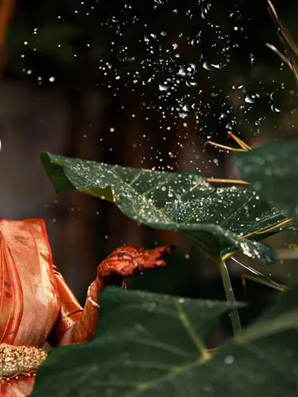 We love getting creative with our outdoor shoots. Here, the mom-to-be, dressed in a beautiful silk saree, enjoys a serene moment in a lush garden as we capture the delicate spray of water on a leaf.