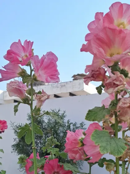 Bhardwaj - Urban Gardening Consultation A Riot of Colorful Flowers photo 93