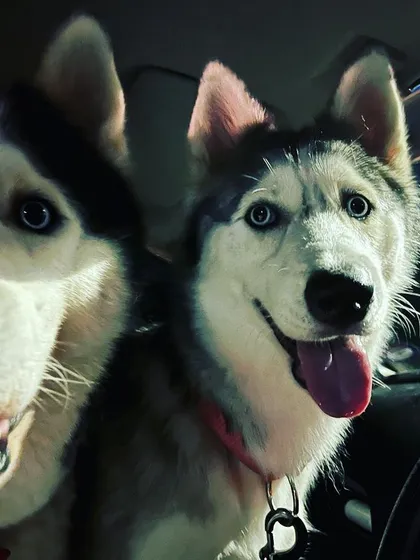 Road trip! Nothing beats a car ride with these two happy Huskies, Brooke and his girlfriend, ready for their next adventure.