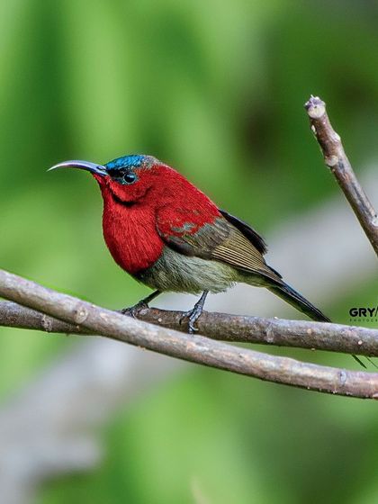 A male Crimson Sunbird in its brilliant breeding plumage. Capturing the iridescence and deep red of these tiny, energetic birds requires perfect lighting and a fast shutter speed.