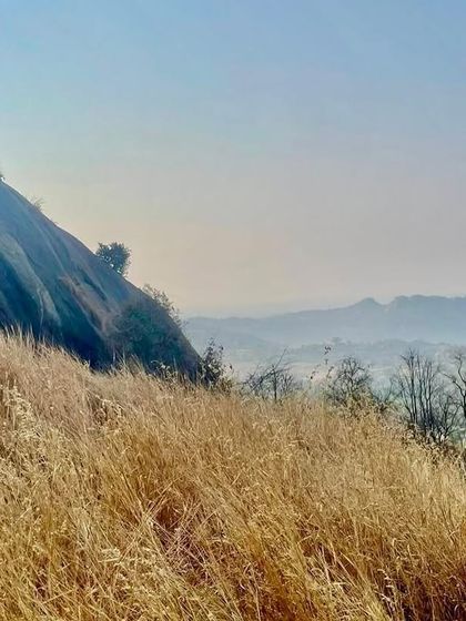 The dry grasslands of Uttari Betta glowing in the morning sun. The landscape changes beautifully with the seasons.