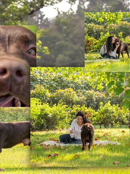 A collage capturing the playful and loving moments with Tofu, the adopted chocolate Labrador, and his mom during a sunny outdoor session.