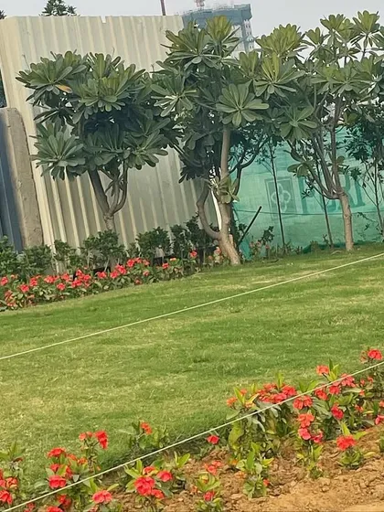 A view of a large lawn bordered by a bed of red euphorbia milii flowers. In the background, a row of newly planted plumeria trees is protected by a temporary green mesh during their establishment phase.
