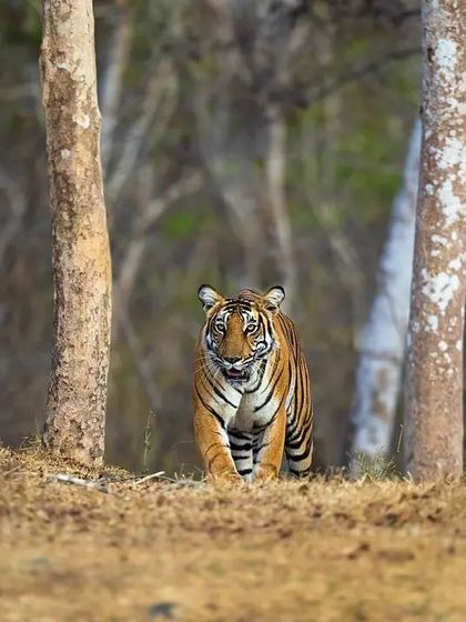 This series captures the Magge female of Kabini as she moves through the dry forest. Her intense gaze shows her annoyance with the evening sun, offering a glimpse into her personality.