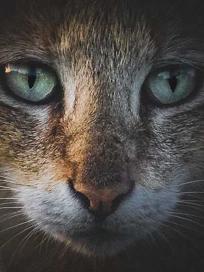 An intense close-up portrait of a jungle cat, revealing the beautiful green eyes and wild spirit of this small feline.