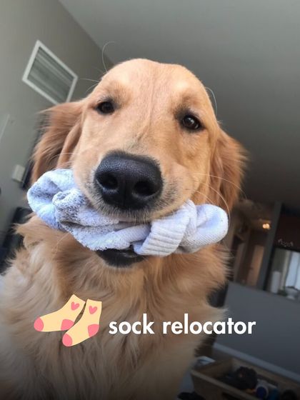 The Pack - Online Pet Parent Community The Fun Side of Pet Parenting photo 7