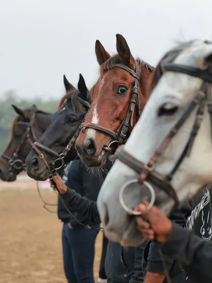 My herd consists of a variety of high-caliber horses. Here is a lineup showcasing some of the different breeds and temperaments you can find at my stables.