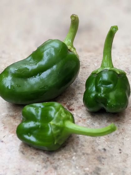 Hastam Montessori - Montessori Lab Access for Homeschoolers Beyond the Classroom: Play & Nature photo 9