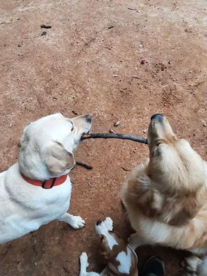 PetStepin - Pet Boarding & Daycare Portraits of Our Happy Guests photo 54