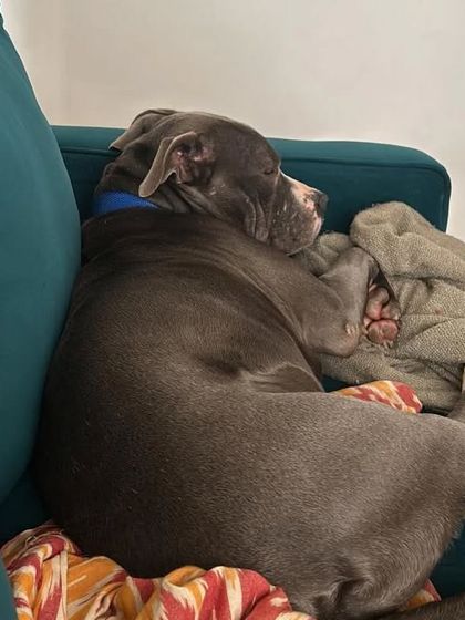 Cupa - Pet Adoption, Fostering & Sponsorship Happy Tails: Our Adoption Success Stories photo 3