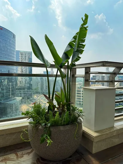 A statement planter for a modern balcony. This arrangement combines a tall Traveller's Palm with smaller, fuller plants at the base, creating a multi-layered tropical look against the city skyline.