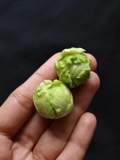 A close-up of my miniature cabbage, showing the delicate layers of the leaves.