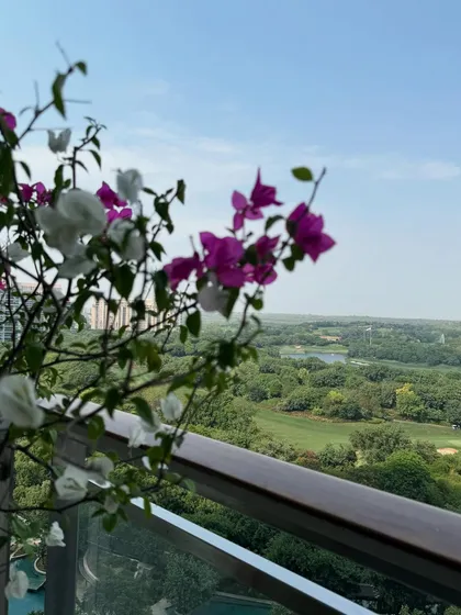 A close-up of the beautiful Bougainvillea flowers against the green landscape. It shows how even a simple plant can add so much life and color to a balcony view.