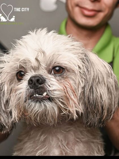 Tails of the City - Pet Spa & Creative Styling From Our Photo Shoots photo 13