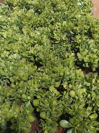 A large batch of Jade Plants at my nursery, all with thick, fleshy leaves, indicating they are well-established and healthy.