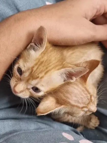 Cuddle puddle. These two 45-day-old ginger kittens love snuggling up with their foster parent. They are friendly with both humans and dogs.