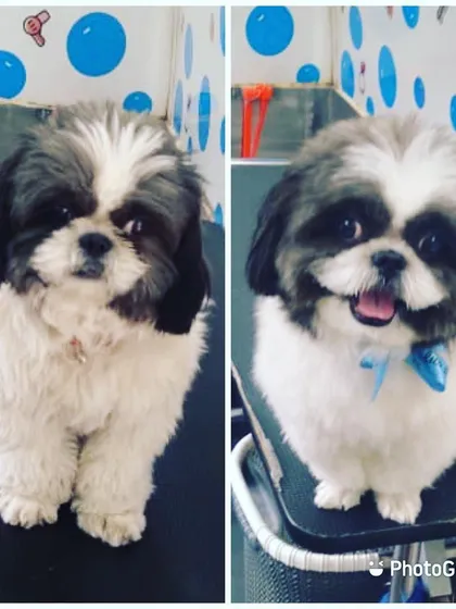This Shih Tzu was a little nervous at first but left with a big smile. Our patient and gentle approach helps even anxious pets enjoy their grooming.