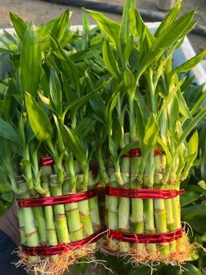 Two bundles of our two-layer Lucky Bamboo, tied with red ribbon. You can buy these directly from us to create your own arrangement at home.