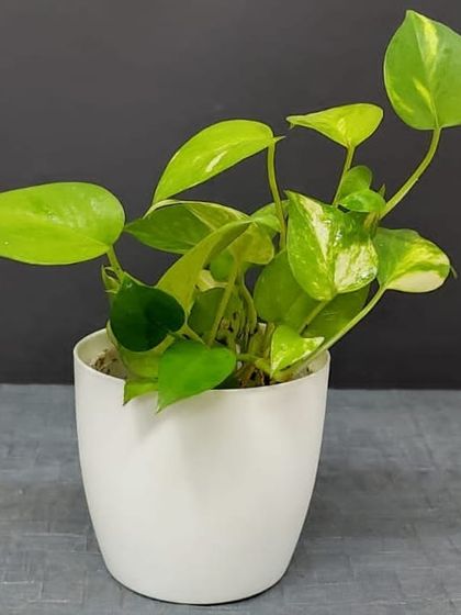 Gifts for Every Occasion photo 15