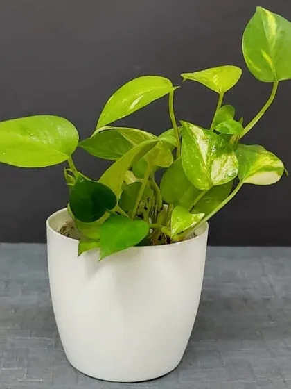 A Neon Pothos in a clean white pot, a vibrant and easy-to-care-for plant that makes a wonderful gift.