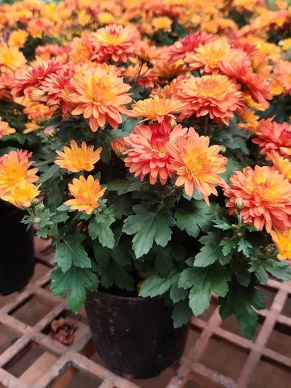 A pot of beautiful orange Chrysanthemums, perfect for adding a warm, sunny feel to your space. These are some of the most popular seasonal flowers I offer.