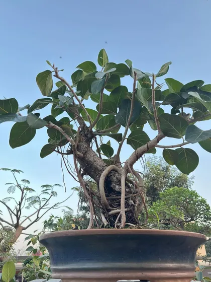 This Banyan bonsai, with its wired branches, is a work in progress. The wiring helps shape the tree, guiding its growth to create a balanced and artistic form.