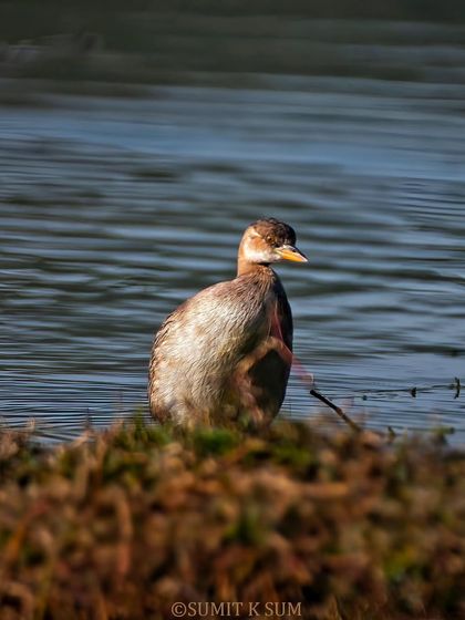 A Little Grebe posing in the water on a foggy winter afternoon, its body half-hidden by the foreground.