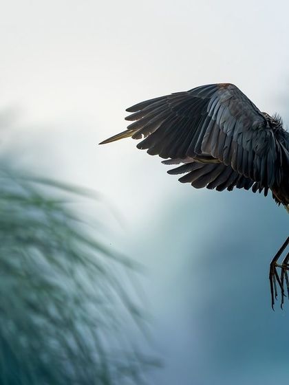 A purple heron captured in a dramatic dive at the Dhanuri wetlands. The unusual angle and the motion of its wings and legs show the bird's incredible agility as it hunts. The lush green reeds in the background add context to its habitat.