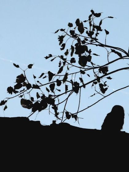 Another silhouette of the Indian Eagle Owl, this time with spiderwebs catching the light, adding a delicate detail to the scene.