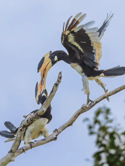 A tender moment between a pair of Malabar Pied Hornbills at Wilpattu National Park. Here, one bird offers a berry to its mate, a common courtship and bonding behavior that reveals the social nature of these charismatic birds.