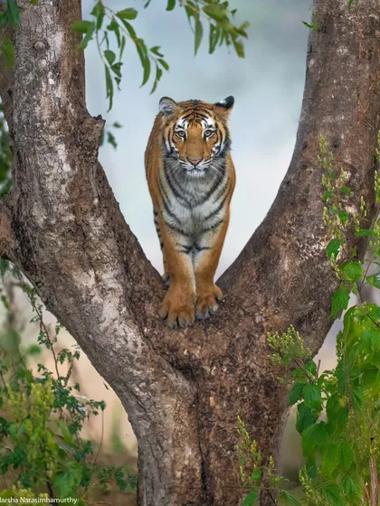 A tiger cub on a tree in Corbett, posing regally in the morning mist. A perfect end to a safari tour.