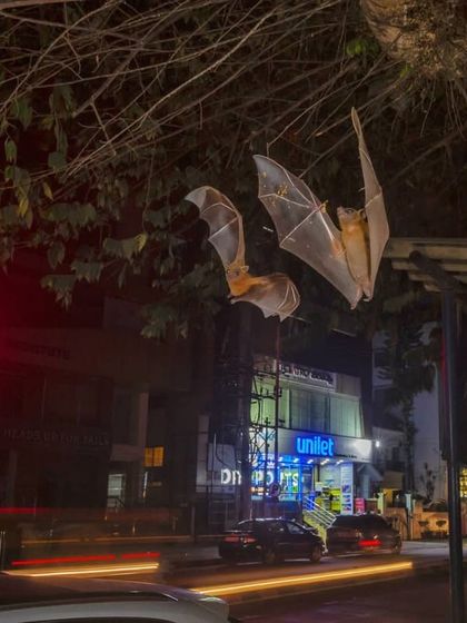 A pair of fruit bats captured mid-flight on a busy Bengaluru street. This image shows that wildlife is all around us, and my camera trap techniques can be adapted to reveal the secret lives of urban animals too.