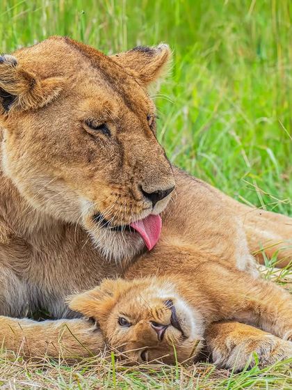 A tender moment as a lioness gently licks her cub. My camera's 30 fps burst mode ensures I can capture the perfect frame of this fleeting, affectionate gesture.