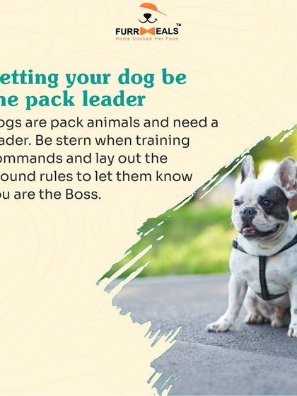 This comprehensive guide for new pet parents covers five key areas: establishing yourself as the pack leader, obedience training, avoiding overfeeding, ensuring enough exercise, and the importance of regular vet visits.