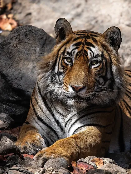 A majestic male tiger resting against the rocks, his thick mane indicating his dominance. Understanding tiger lineage and territory helps us anticipate their movements and get shots like this.