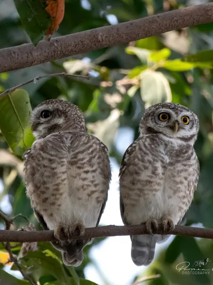 Two Spotted Owlets perched side-by-side at Surajpur Wetlands. These small owls are common in North India and play a vital role in controlling rodent populations.