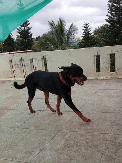 Stay - Dog Daycare A Day at Stay: Play & Socializing photo 12