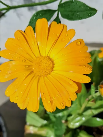 Bhardwaj - Urban Gardening Consultation A Riot of Colorful Flowers photo 144