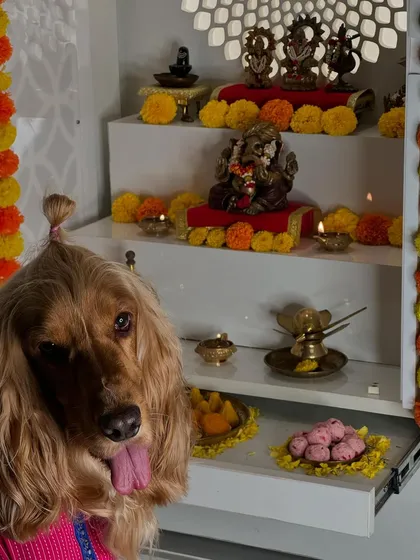 A close-up of our handsome boy Posto, posing in front of our Ganesh Chaturthi decorations.