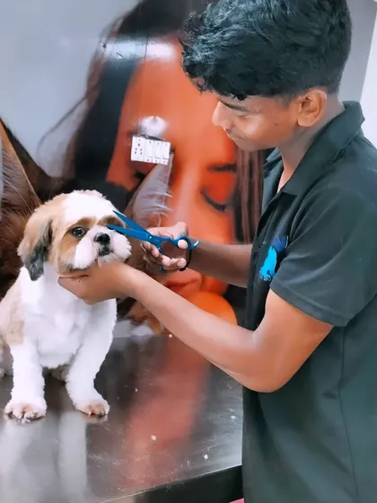 The details matter. I use precision scissors for a perfect and safe face trim on this Shih Tzu. This kind of detailed grooming around the eyes and mouth is important for your pet's hygiene and comfort.