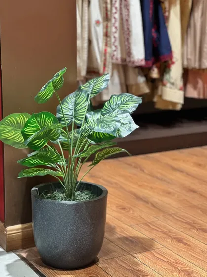 Another artificial Calathea plant used in a retail setting. These planters are easy to move and place, allowing for flexible and effortless green styling in commercial spaces.